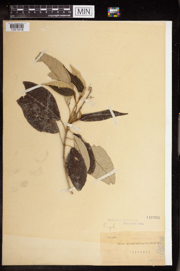 Croton phebalioides var. hirsuta image