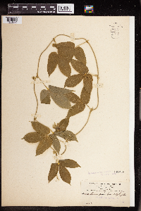 Image of Dalechampia pentaphylla