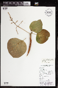 Endospermum moluccanum image