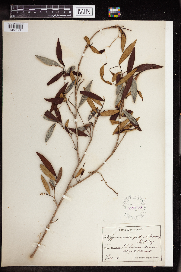Gymnanthes pallens image