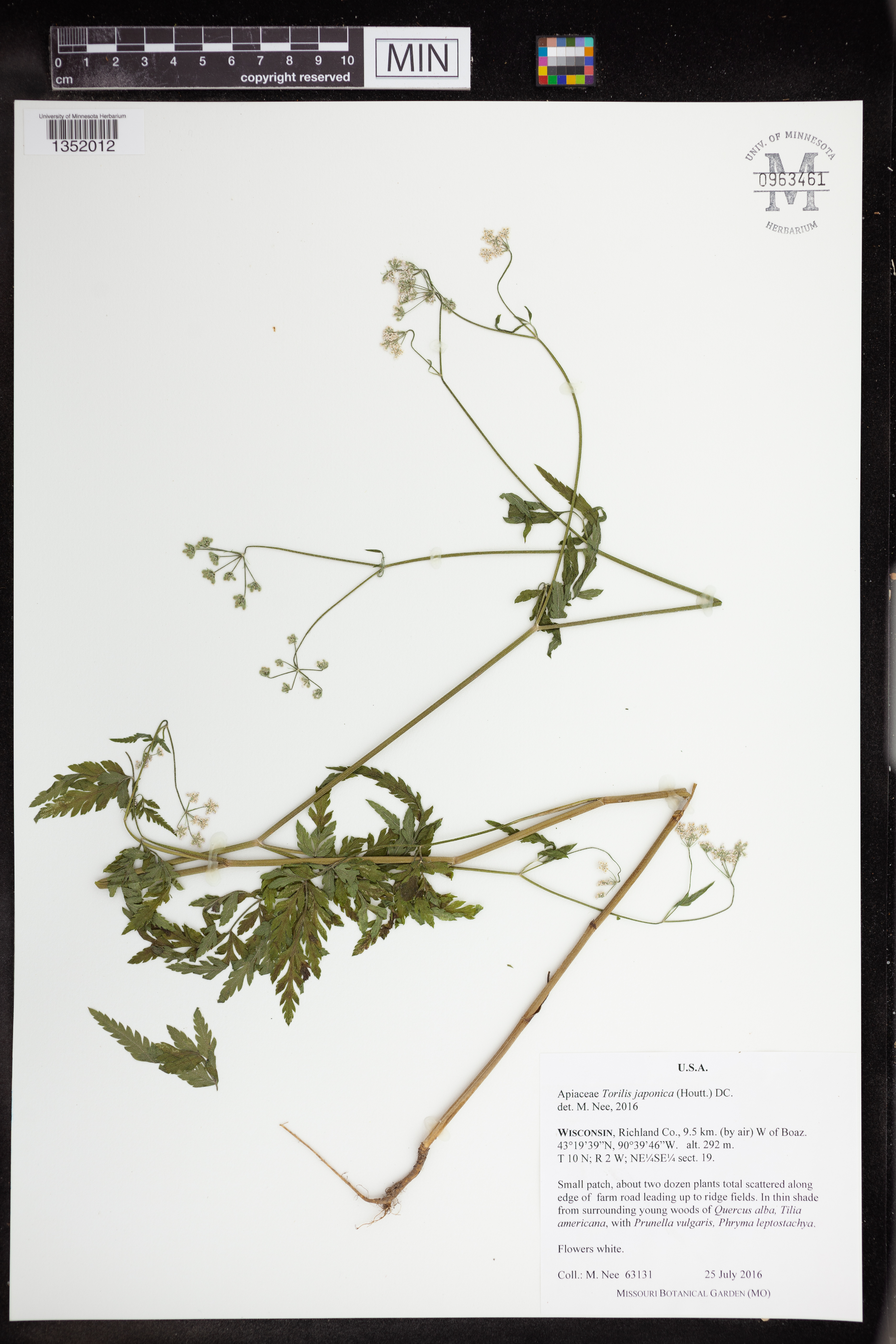 Torilis japonica image
