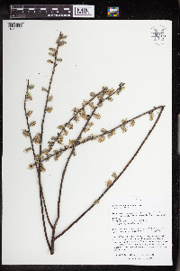 Salix humilis image