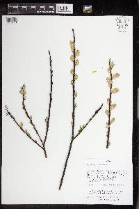 Salix petiolaris image