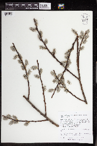 Salix discolor image