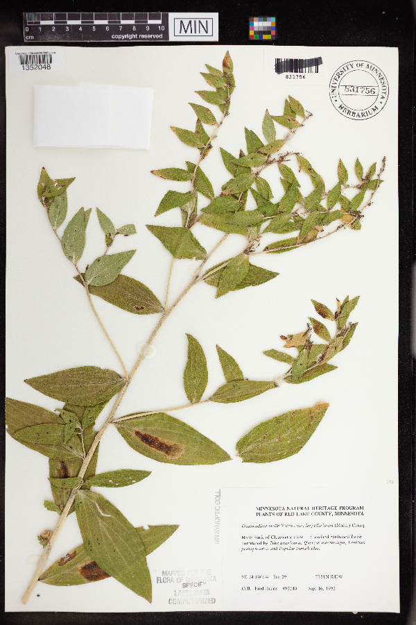 Onosmodium bejariense var. hispidissimum image