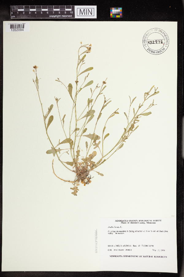 Arabidopsis image