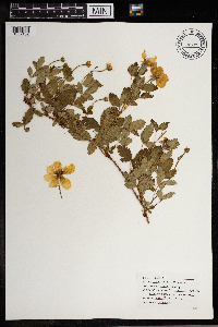 Rubus trivialis image