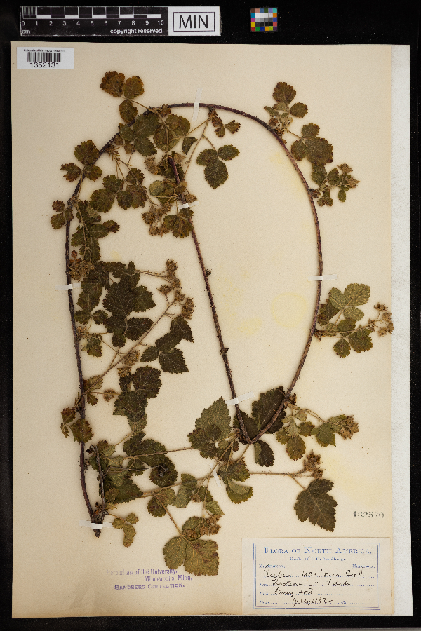 Rubus ursinus image
