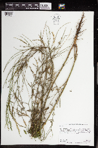 Melilotus officinalis image