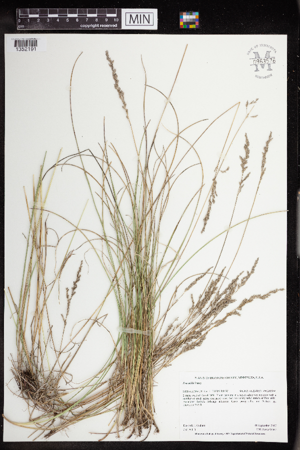 Poa arida image