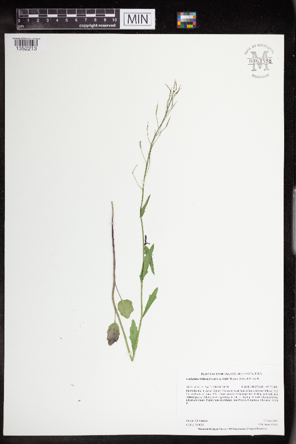 Cardamine bulbosa image