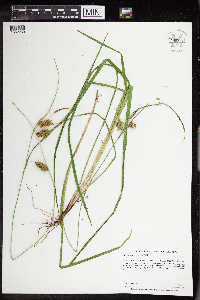 Carex hystericina image