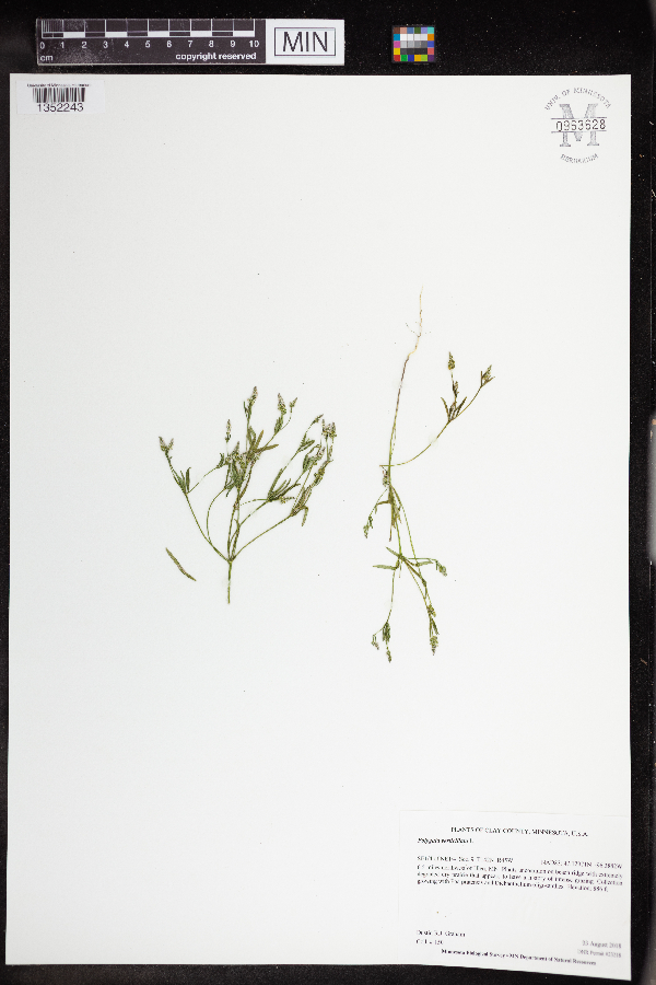 Polygala verticillata image