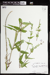 Image of Phlox maculata