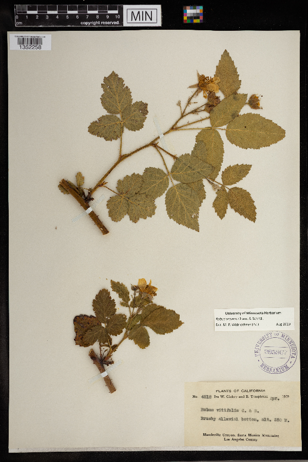 Rubus ursinus image