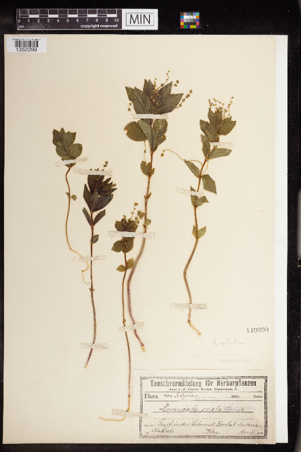 Mercurialis ovata image