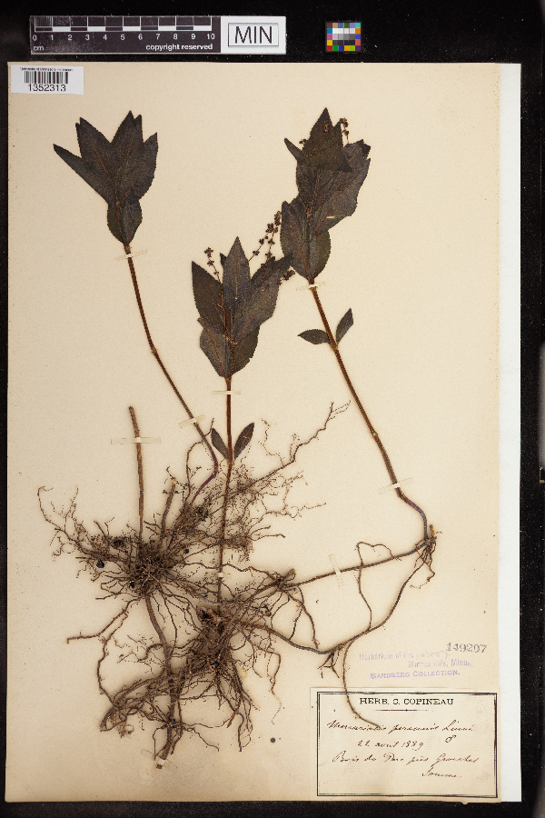 Mercurialis perennis image