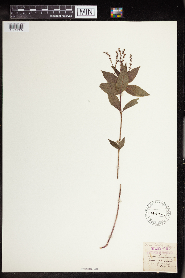 Mercurialis perennis image