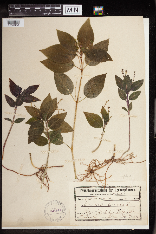 Mercurialis image