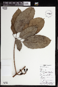 Pimelodendron amboinicum image