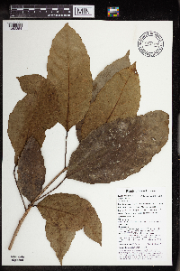 Pimelodendron amboinicum image