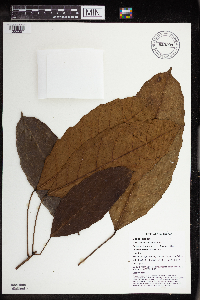 Pimelodendron amboinicum image