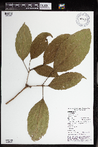 Pimelodendron amboinicum image