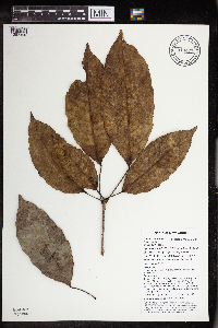 Pimelodendron amboinicum image