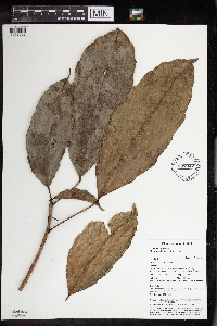 Pimelodendron amboinicum image