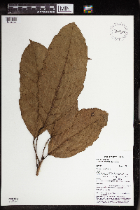 Pimelodendron amboinicum image