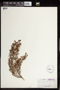Ricinocarpos pinifolius image