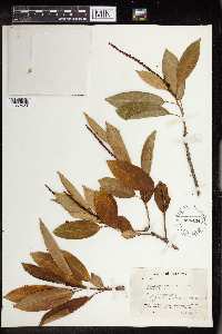 Image of Sapium macrocarpum