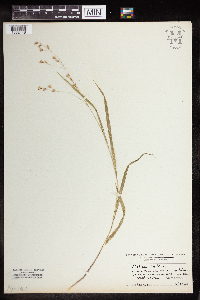 Image of Melica uniflora