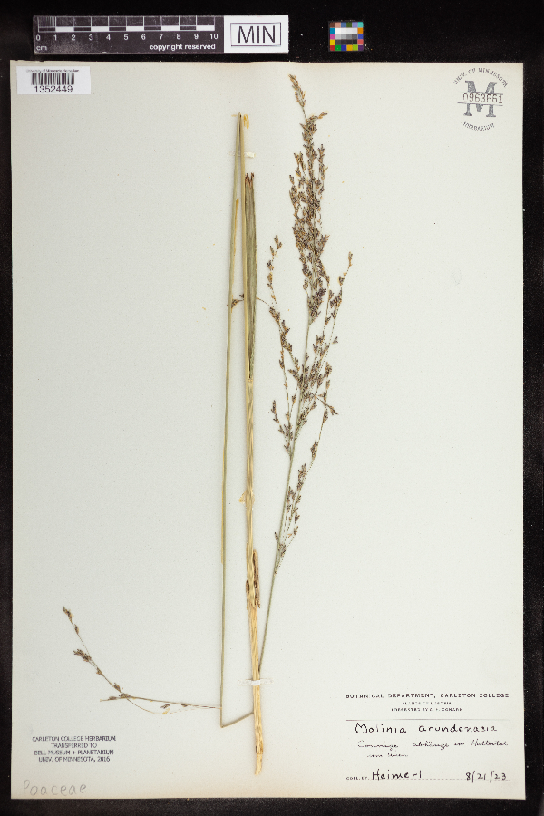 Molinia caerulea subsp. arundinacea image