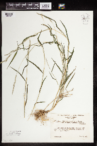 Image of Muhlenbergia sylvatica