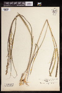 Panicum virgatum image