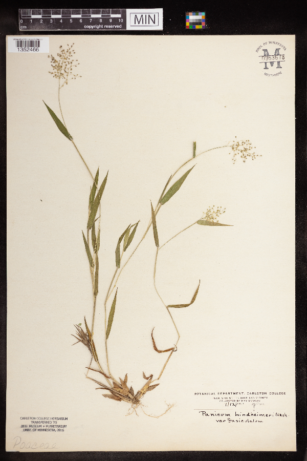 Panicum lindheimeri image