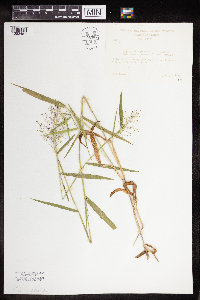 Dichanthelium acuminatum image