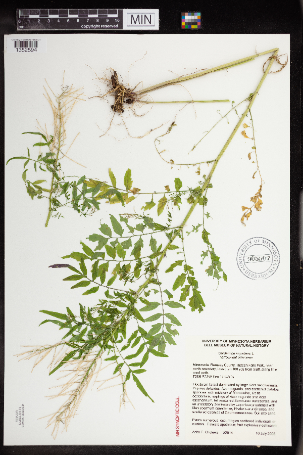 Cardamine impatiens image