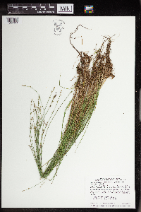 Carex brunnescens var. sphaerostachya image