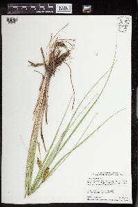 Carex utriculata image