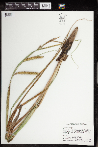 Carex utriculata image