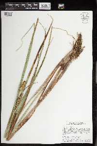 Carex utriculata image