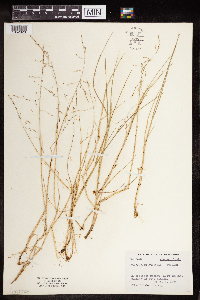 Image of Puccinellia nutkaensis