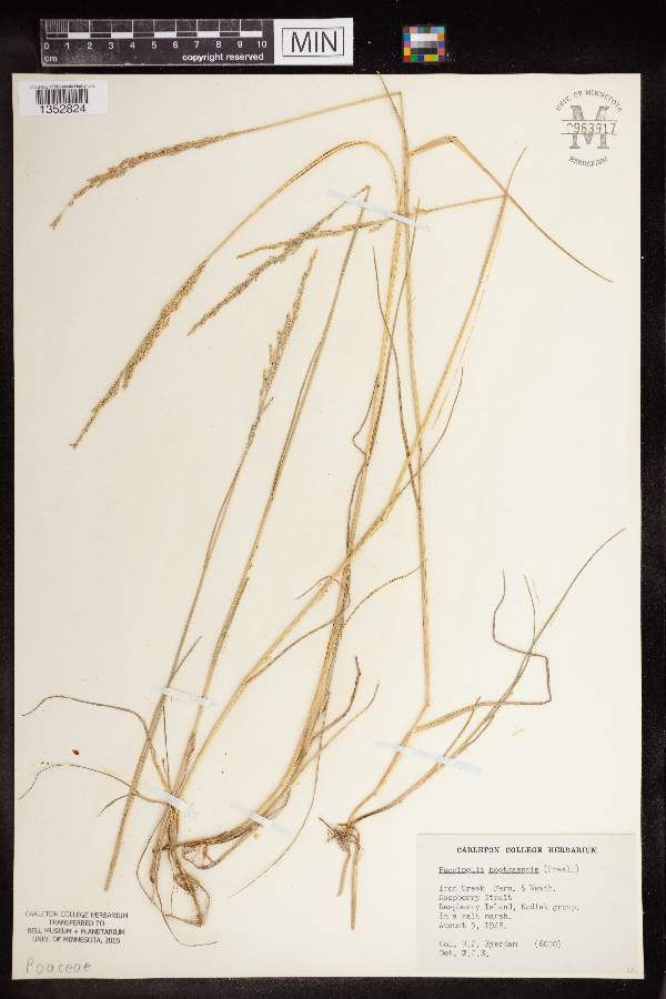 Puccinellia nutkaensis image