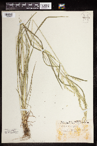 Image of Sphenopholis × pallens