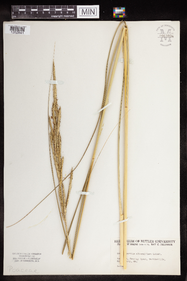 Spartina alterniflora image