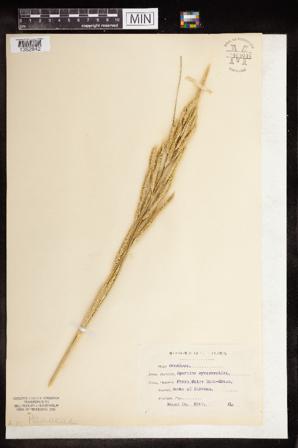 Spartina cynosuroides image