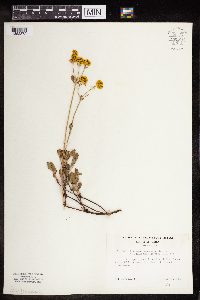 Eriogonum umbellatum var. ellipticum image