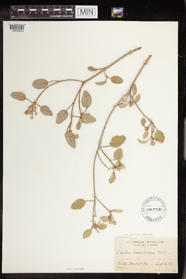 Croton linearis image